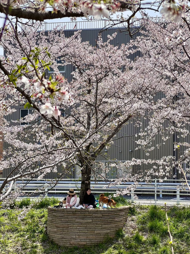 Nara's Saho River Cherry Blossoms: So Beautiful It Makes You Want to Cry 🌸✨