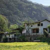 ～嶺南黃花天地～崖口村 ～