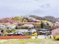 🇯🇵福島 有見過那麼色彩鮮艷的山坡嗎？ 🌼🌸