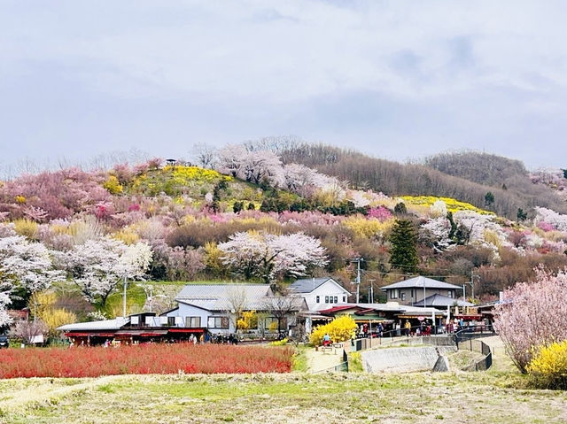 🇯🇵福島 有見過那麼色彩鮮艷的山坡嗎？ 🌼🌸
