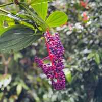 Nature’s Hidden Jewels