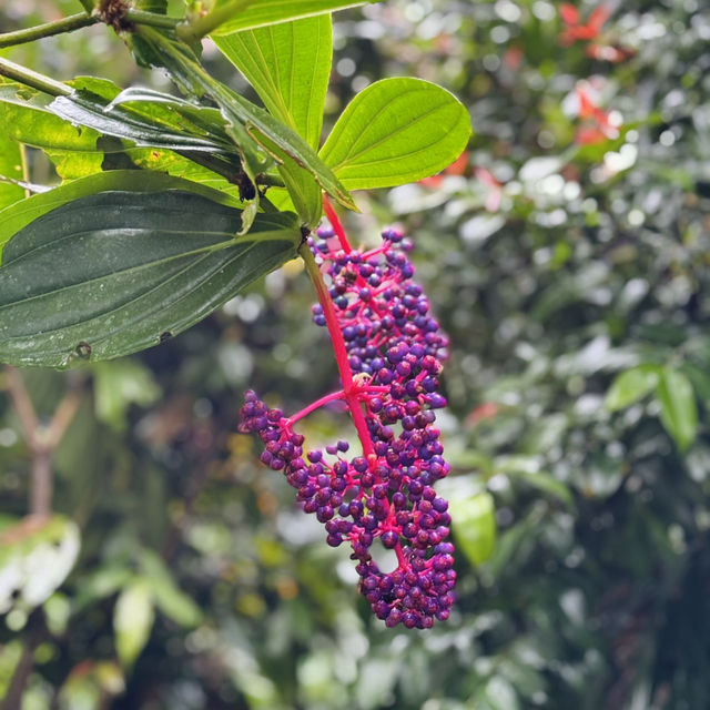 Nature’s Hidden Jewels