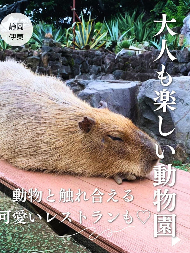 【静岡🌳伊豆】大人も子供も楽しい動物園😊ぬいぐるみ達と一緒に食べれるレストランも