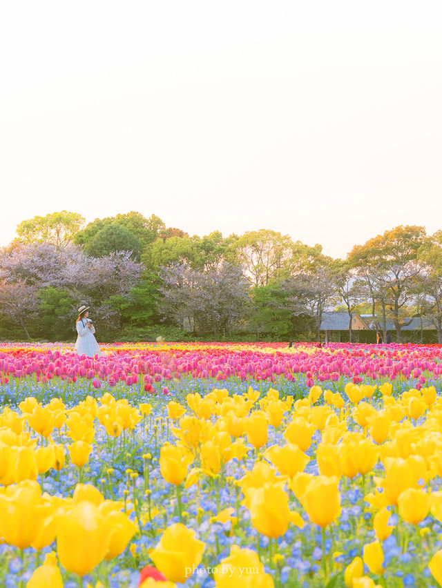 GWここにいこう！花畑【三重】