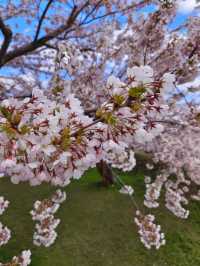 Tranquil in Bloom: A Cherry Blossom Escape to Goryokaku 