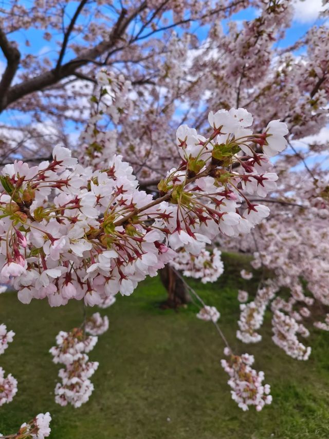 Tranquil in Bloom: A Cherry Blossom Escape to Goryokaku 
