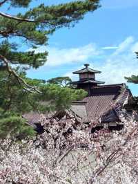 🌸 Hakodate Cherry Blossoms in Full Bloom! 🌸