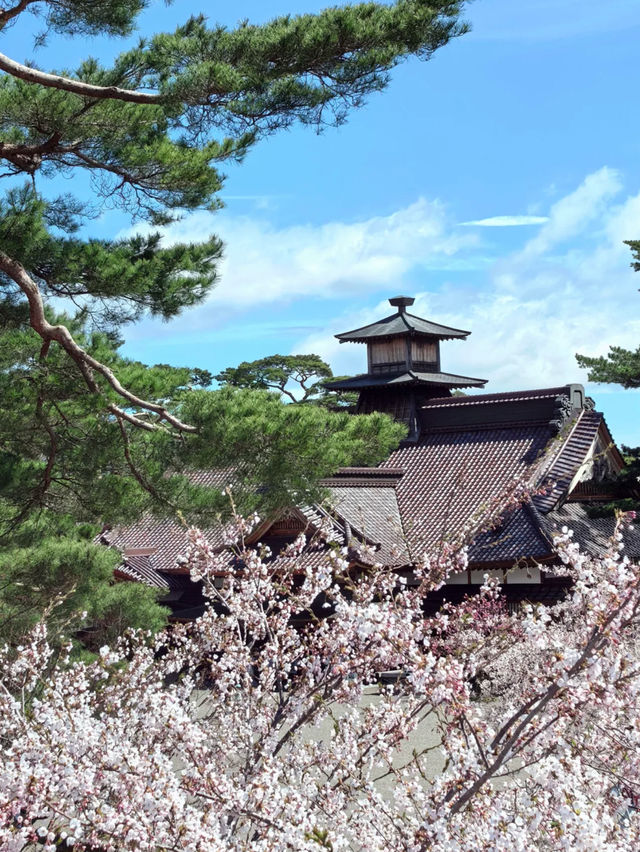 🌸 Hakodate Cherry Blossoms in Full Bloom! 🌸