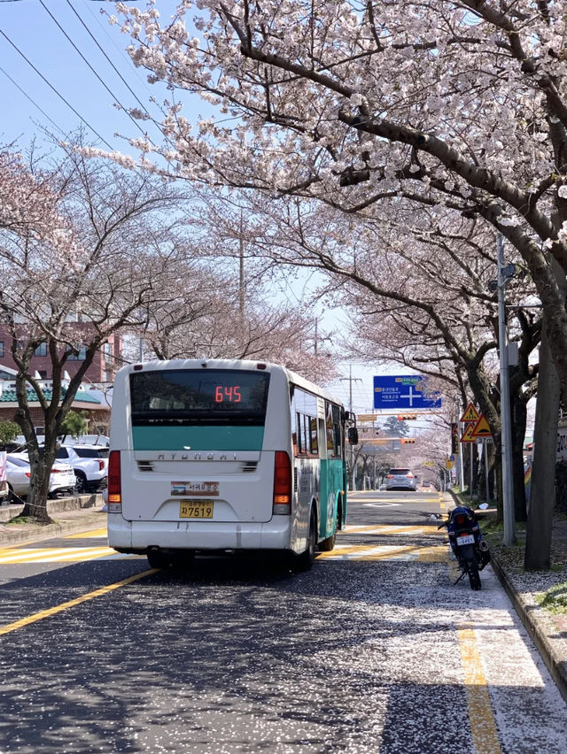 Under the Cherry Blossoms, Everyone Looks Beautiful 🌸✨