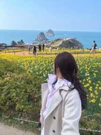 Where Daffodils Meet the Sea: Spring Magic at Oryukdo 💫