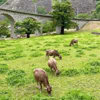 🚂✨ "A Weekend of Alpine Magic from Chur to Tirano