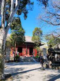 春遊：法源寺和白玉蘭撞個滿懷，爛縵胡同的可可愛愛