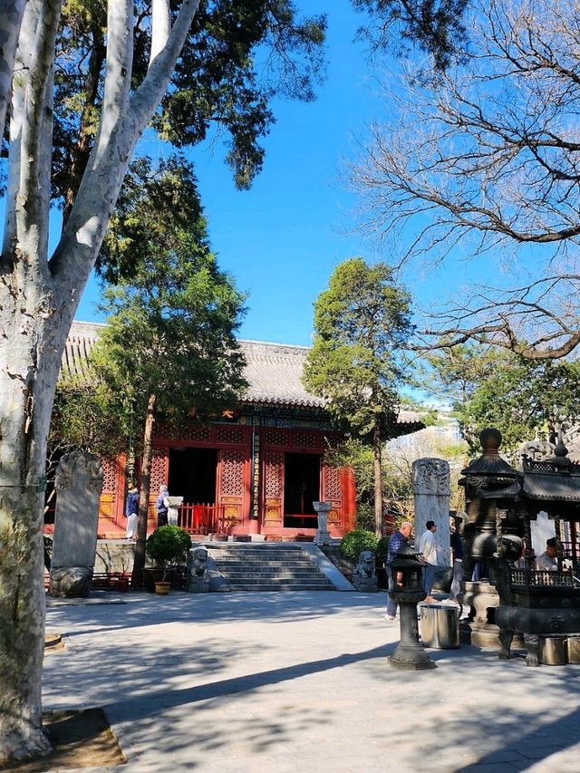 春遊：法源寺和白玉蘭撞個滿懷，爛縵胡同的可可愛愛