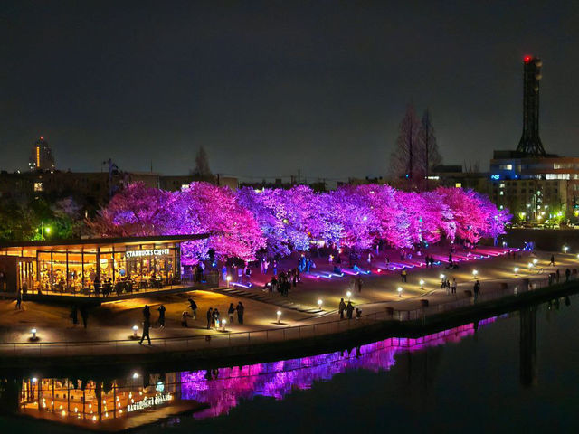 The Most Beautiful and Romantic Starbucks store with Cherry Blossom! 🌸 