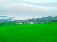 นาขั้นบันไดที่ใหญ่และสวยงามมาก