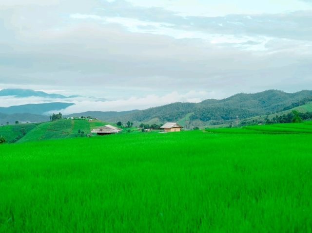 นาขั้นบันไดที่ใหญ่และสวยงามมาก