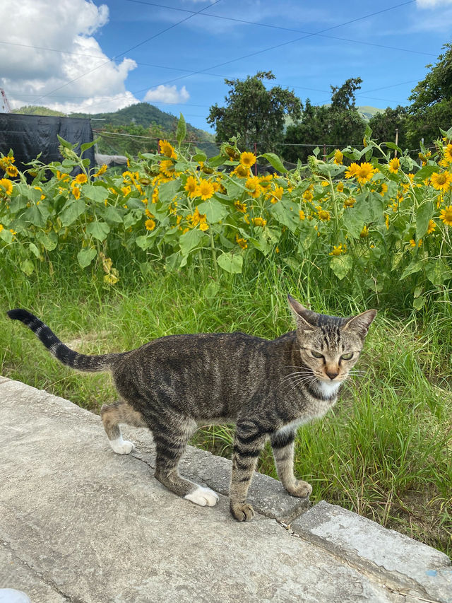 香港｜有向日葵花海的地方🌻——元朗信芯園