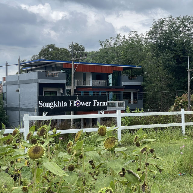 Songkhla Flower Farm สวนดอกไม้แห่งแรกในสงขลา
