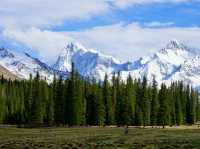 Xinjiang – Spring Blooms on the Edge of the Steppe