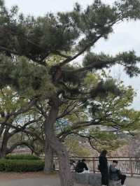 จุดชมซากุระปราสาทโอซาก้า(Osaka Castle) 