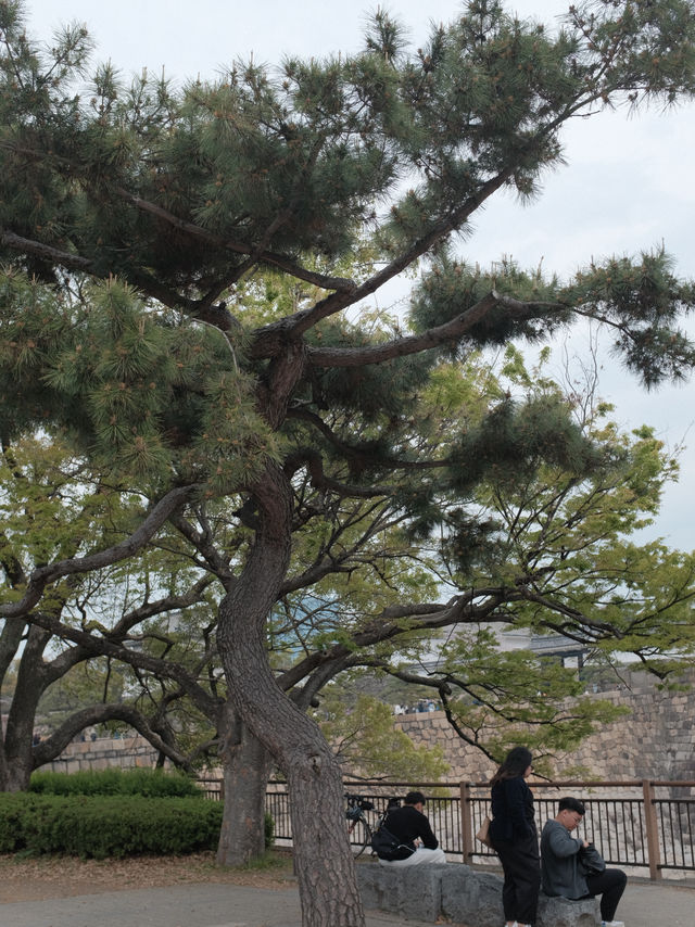 จุดชมซากุระปราสาทโอซาก้า(Osaka Castle) 