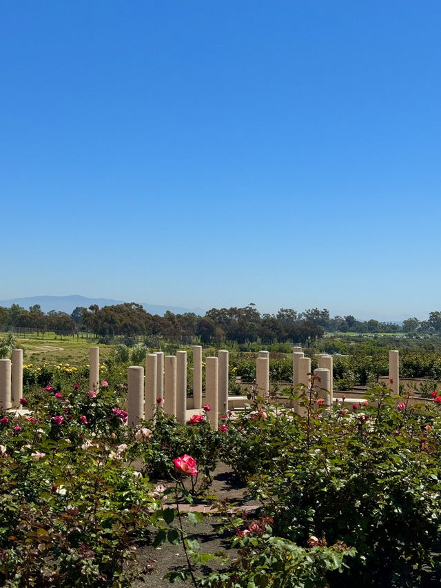 🌹 샌디에고 Musineffle Rose Garden, 장미의 향연!