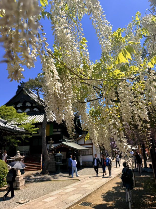 大阪｜到葛井寺看紫藤白藤 1300年11面千手觀音神像近距離參拜