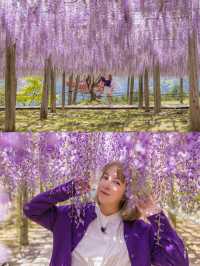 Kawachi Fuji-En สวยวิสเทอเรียที่สวยสุดในฟุกุโอกะ💜
