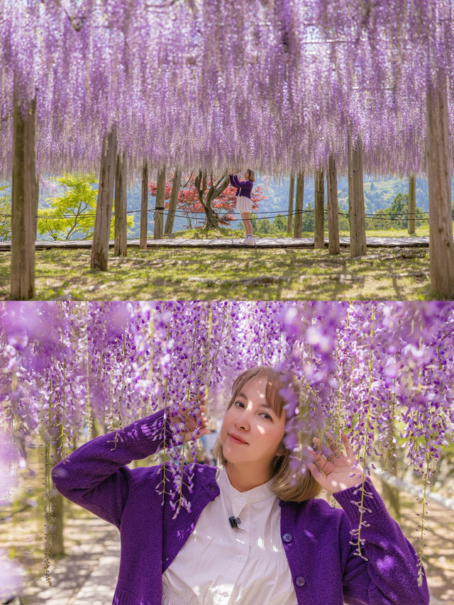 Kawachi Fuji-En สวยวิสเทอเรียที่สวยสุดในฟุกุโอกะ💜