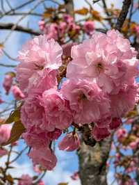 Sakura Spot No One’s Talking About 🌸