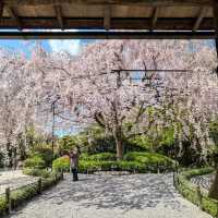 Sakura Magic at Taizo-in 🌸