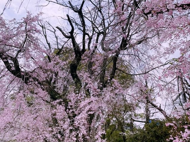 kyoto blossom