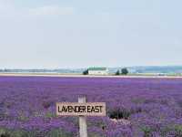 🌼 **Lavender Paradise: A Day Trip to Farm Tomita in Furano!** 🌿