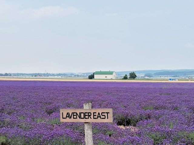 🌼 **Lavender Paradise: A Day Trip to Farm Tomita in Furano!** 🌿