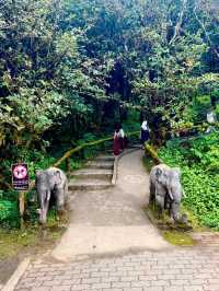 Chiang Mai’s Springtime Paradise