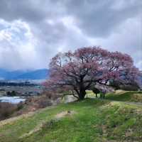 Sakura with a View