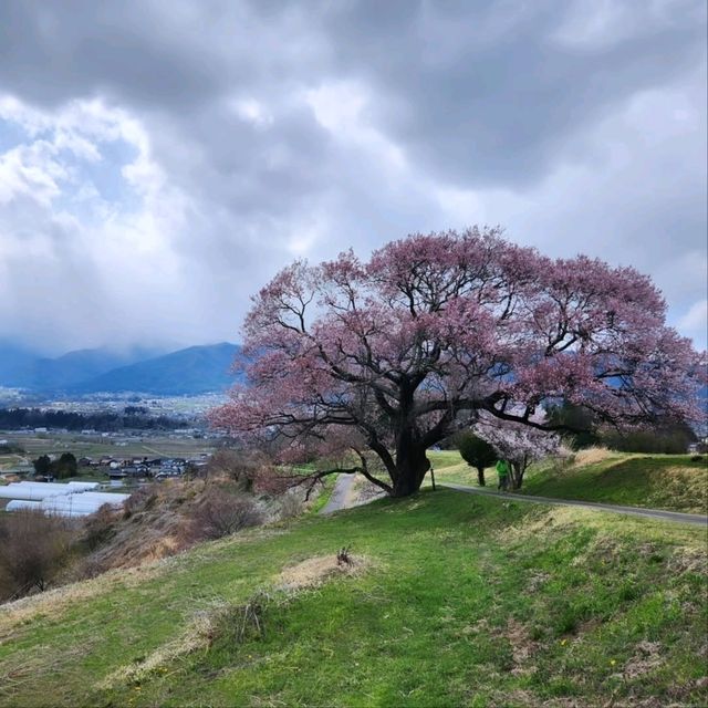 Sakura with a View