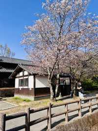 Sakura Reflections on a Village Stroll: Spring in Yufuincho Kawakami 