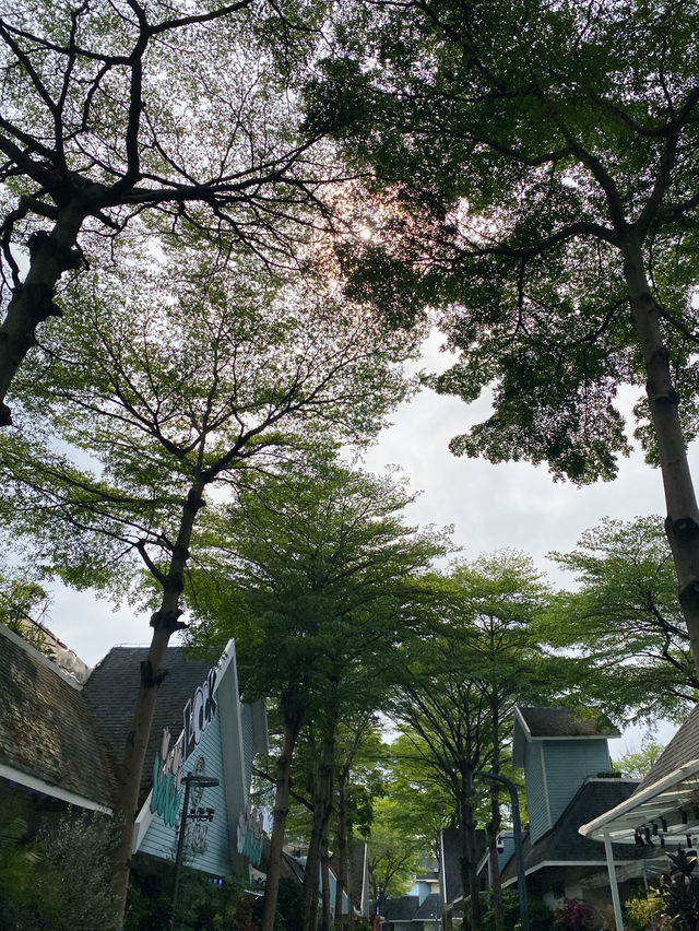 深圳｜荷蘭花卉小鎮🌸💐🌼
