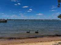 🌿 Matilda Bay Reserve: Perth’s Riverside Gem