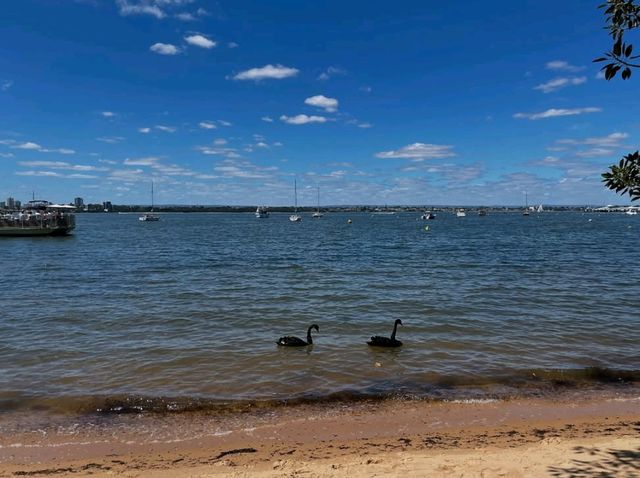 🌿 Matilda Bay Reserve: Perth’s Riverside Gem