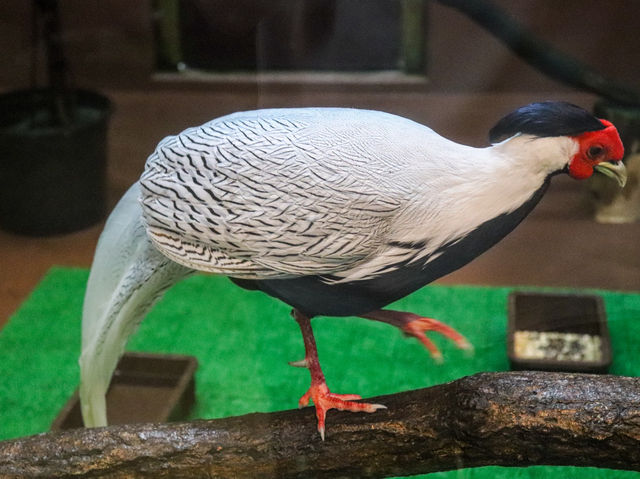 【島根県】 湖畔に広がる花と鳥のテーマパーク『松江フォーゲルパーク』🦉