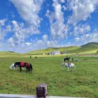 📝端午4天3晚草原攻略｜舒適度拉滿🏞️