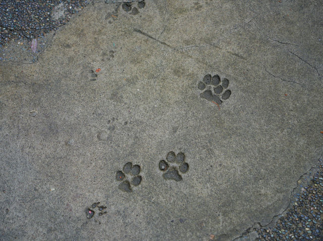 【台湾/猴硐】猫好きにはたまらない！猫村‼︎