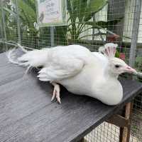 たくさんの種類の鳥に間近で会える動物園🕊️🤍