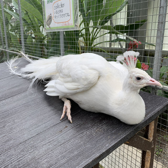 たくさんの種類の鳥に間近で会える動物園🕊️🤍