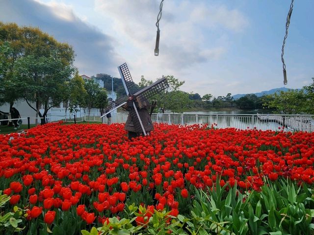 You Won’t Believe This Is in Hong Kong: A Stunning Tulip Garden at Lake Egret Nature Park