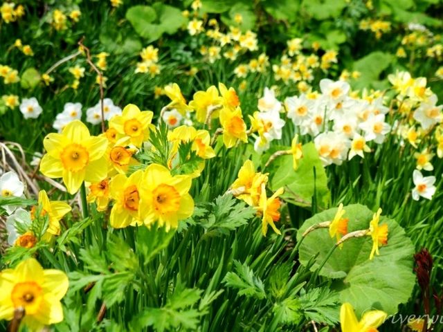 【北海道】花の浮島の異名を持つ日本最北の離島「礼文島」