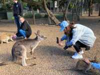 Sydney’s Wildest Family Day Out – Unforgettable Moments at Featherdale!