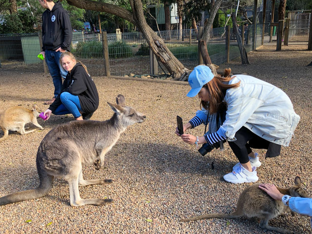 Sydney’s Wildest Family Day Out – Unforgettable Moments at Featherdale!